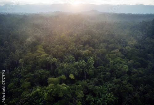 'panoramic hazy forest Aerial lush Indonesia Halmahera sunset primary view Forest Sunset Nature Beautiful Above View Over Tropical Background Pattern Aerial Wilderness Street Jungle Trees Shapes' photo