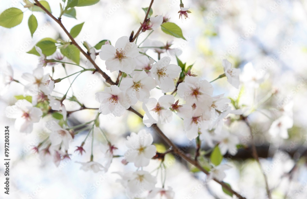 桜,染井吉野,ソメイヨシノ,千鳥ケ淵緑道,
someiyoshino,cherry blossoms