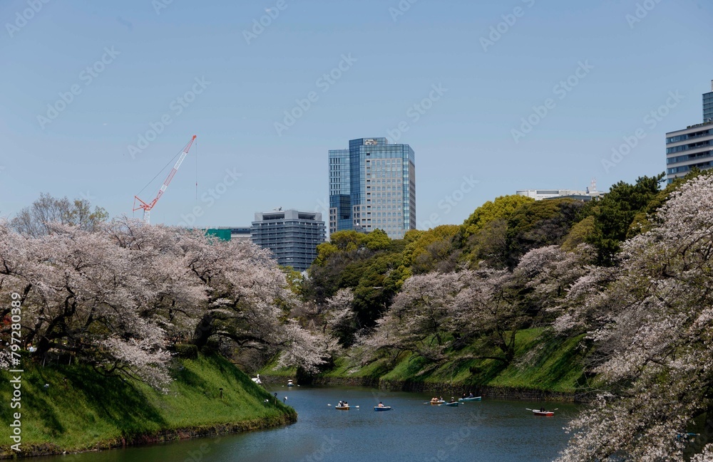 Fototapeta premium 桜,染井吉野,ソメイヨシノ,千鳥ケ淵緑道, someiyoshino,cherry blossoms