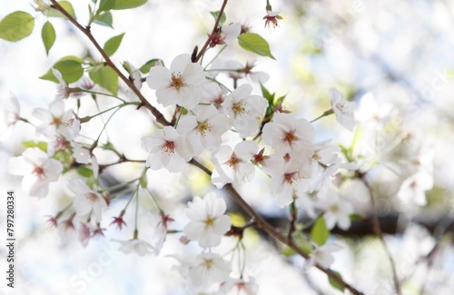                                                         someiyoshino cherry blossoms