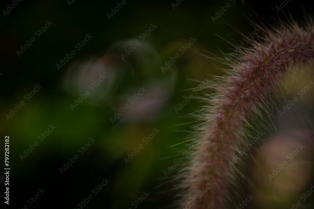 Pennisetum purpureum has a higher nutritional value than many other grass varieties. Pennisetum purpureum crude protein accounts for 19.69%, fat Pennisetum purpureum has a higher nutritional value than many other grass varieties. Pennisetum purpureum crude protein accounts for 19.69%, fat