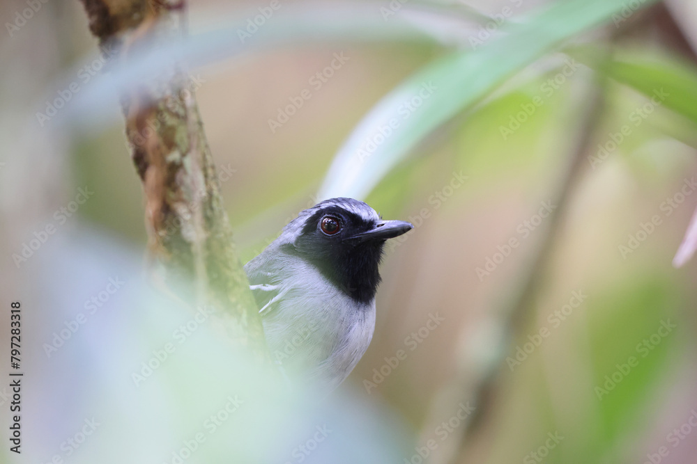 Obraz premium The black-faced antbird (Myrmoborus myotherinus) is the antbird family Thamnophilidae. It is endemic to a wide range across the Amazon basin. This photo was taken in Colombia.