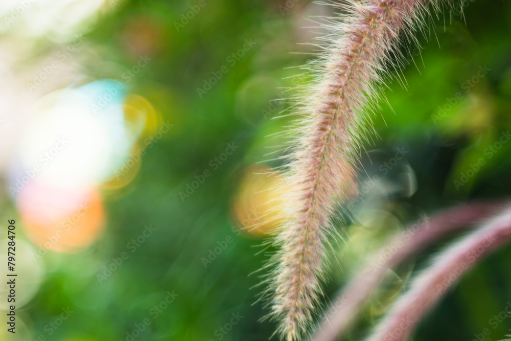 These small flowers Pennisetum purpureum combine to form more complex flower clusters such as double flowers, clusters, panicles These small flowers Pennisetum purpureum combine to form more complex flower clusters such as double flowers, clusters, panicles