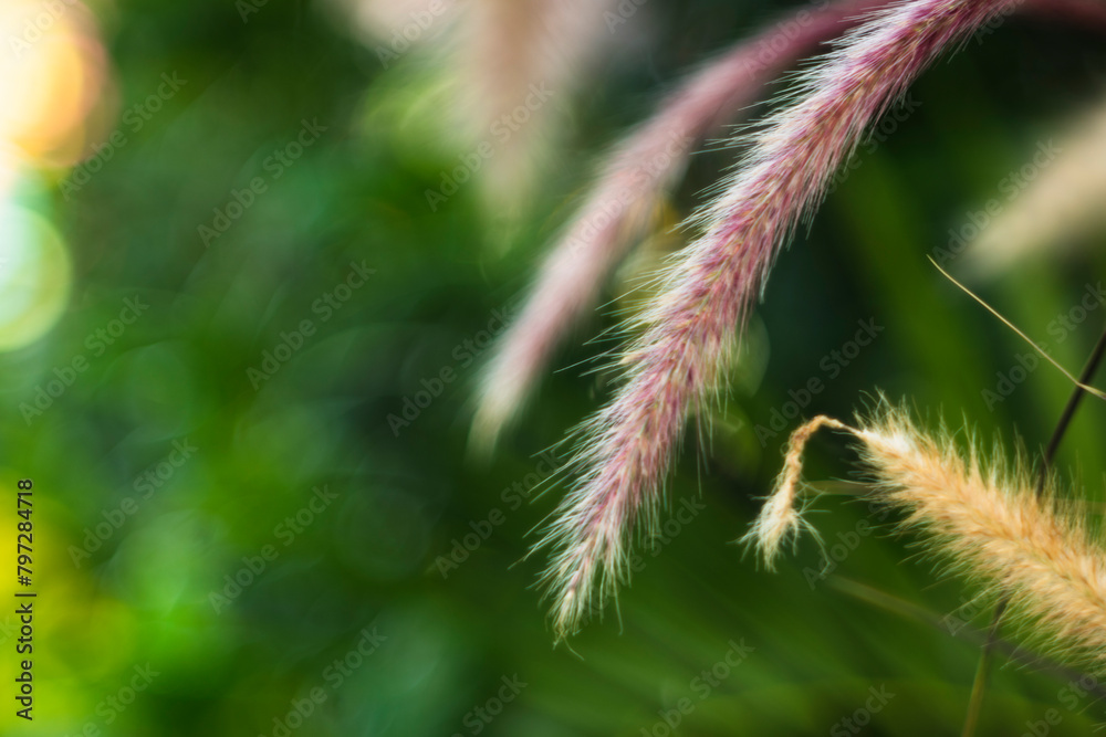 These small flowers Pennisetum purpureum combine to form more complex flower clusters such as double flowers, clusters, panicles These small flowers Pennisetum purpureum combine to form more complex flower clusters such as double flowers, clusters, panicles