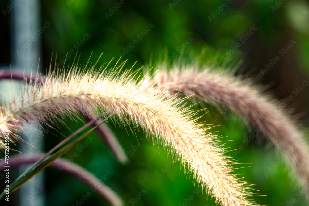 ,Pennisetum purpureum pollinated by the wind, Pennisetum purpureum concentrated in clusters, the base Pennisetum purpureum is small flowers ,Pennisetum purpureum pollinated by the wind, Pennisetum purpureum concentrated in clusters, the base Pennisetum purpureum is small flowers