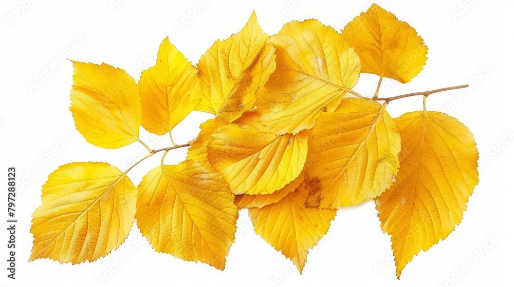 A branch of yellow leaves on a white background.