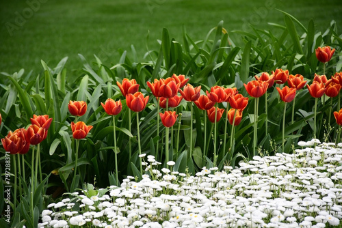 Springtime Beauty  Pink Tulips in Istanbul Park