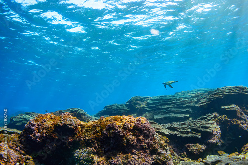 サンゴ礁をゆったりと泳ぐ大きく美しいアオウミガメ（ウミガメ科）。  スキンダイビングポイントの底土海水浴場。 航路の終点、太平洋の大きな孤島、八丈島。 東京都伊豆諸島。 2020年2月22日水中撮影。   Large, beautiful green sea turtles (Chelonia mydas, family comprising sea turtles) swim leisurely © d3_plus