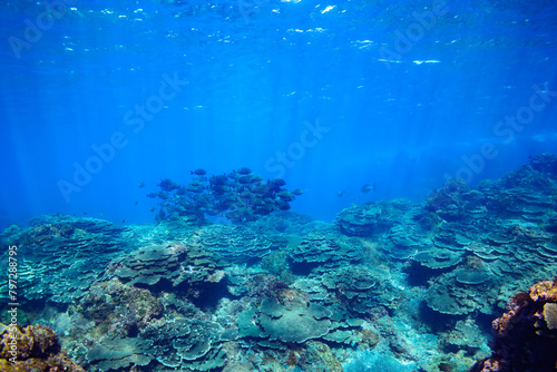 Wallpaper Mural 素晴らしいサンゴ礁の美しいニザダイ（ニザダイ科）の大群他。

スキンダイビングポイントの底土海水浴場。
航路の終点、太平洋の大きな孤島、八丈島。
東京都伊豆諸島。
2020年2月22日水中撮影。

Large school of Sawtail juvenile (Prionurus scalprum) and others in Wonderful coral reefs.

Sokodo Be Torontodigital.ca