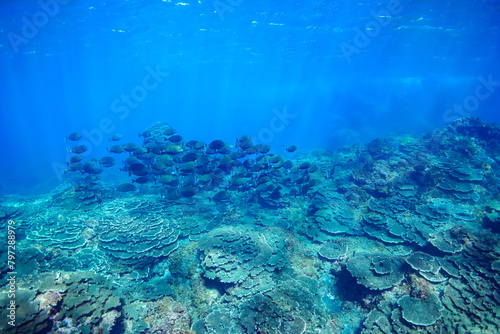                                                                                                                                                                                                                                             2020   2   22                    Large school of Sawtail juvenile  Prionurus scalprum  and others in Wonderful coral reefs.  Sokodo Be