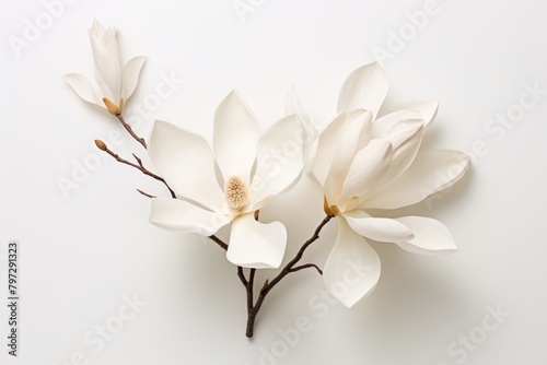 Magnolia blossom flower petal. © Rawpixel.com