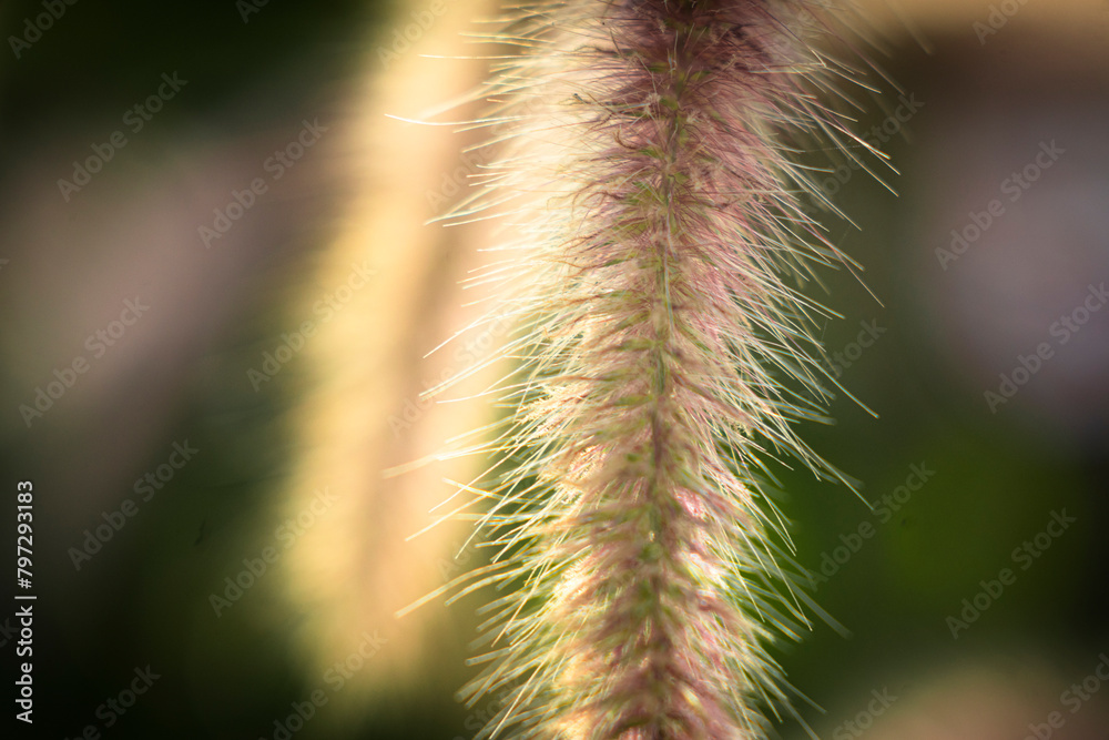 Pennisetum purpureumt is a herbaceous plant that is perennial, Pennisetum purpureum rarely lasting 1 or 2 years. Pennisetum purpureum leaves grow alternately, arranged in two rows along the stem, Pennisetum purpureumt is a herbaceous plant that is perennial, Pennisetum purpureum rarely lasting 1 or 2 years. Pennisetum purpureum leaves grow alternately, arranged in two rows along the stem,