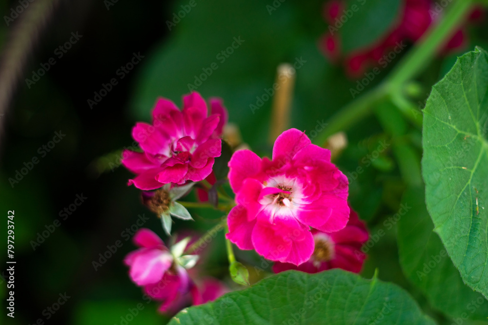 Rosa, originates from the Latin name for rose. The epithet, rugosa,rugosa rose is translated as wrinkled and references the appearance of the leaves Rosa, originates from the Latin name for rose. The epithet, rugosa,rugosa rose is translated as wrinkled and references the appearance of the leaves