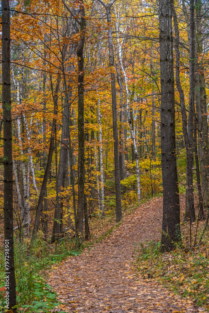 Fall time in park