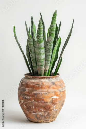 frontal picture of a tall plant in a spanish ceramic vase, white background 