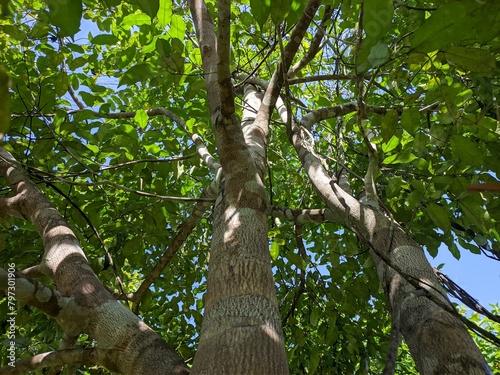 Gaharu tree (Aquilaria malaccensis) in the morning