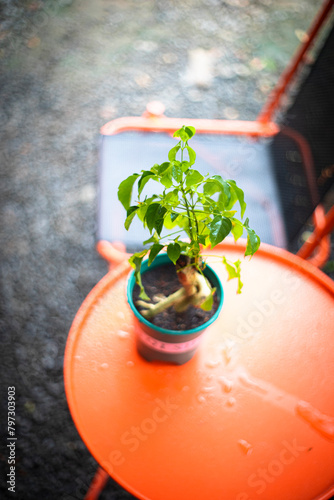 China doll has become a very popular foliage houseplant (Radermachera Sinica rarely produces flowers indoors) which often tops out at 4-6' tall.
Synonymous with and formerly known as Stereospermum  photo