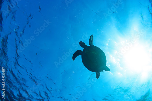逆光のサンゴ礁の水面をゆったりと泳ぐ大きく美しいアオウミガメ（ウミガメ科）のシルエット。スキンダイビングポイントの底土海水浴場。 航路の終点、太平洋の大きな孤島、八丈島。 東京都伊豆諸島。 2020年2月22日水中撮影。The silhouette of a large, beautiful green sea turtles (Chelonia mydas, family compri