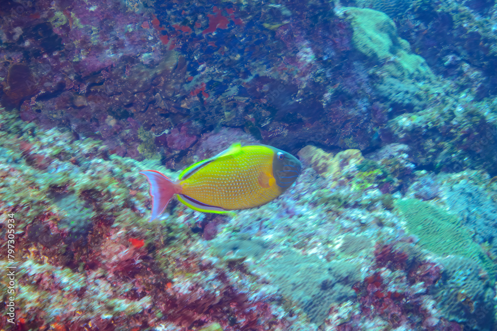 Fototapeta premium 美しいナメモンガラ（モンガラカワハギ科）他。スキンダイビングポイントの底土海水浴場。 航路の終点、太平洋の大きな孤島、八丈島。 東京都伊豆諸島。 2020年2月22日水中撮影。The Beautiful Redtail triggerfish (Xanthichthys mento) and others.Sokodo Beach, a skin diving point. Izu 