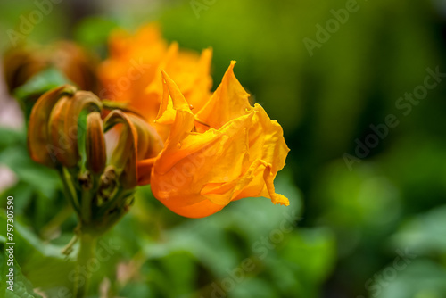 African  tulip flower