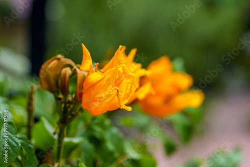 African  tulip flower