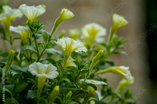 White Pitunia flowers
