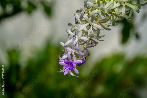 Purple wreath, Sandpaper vine, Queen’s wreath