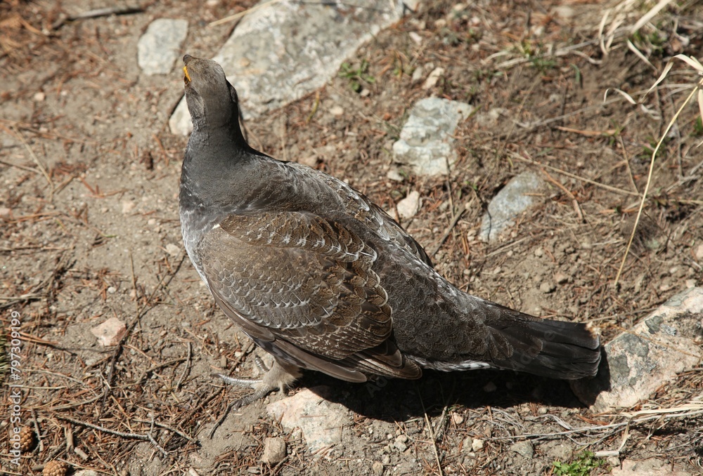 Fototapeta premium Male Dusky Grouse (Dendragapus obscurus) wild bird on the ground in Beartooth Mountains, Montana