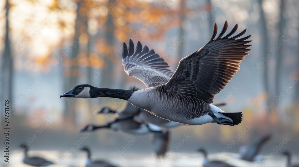 Fototapeta premium The haunting cry of migrating geese heralds the changing of the seasons in the northern hemisphere.