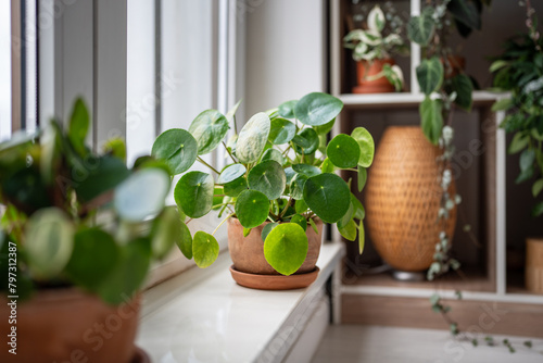Fototapeta Naklejka Na Ścianę i Meble -  Pilea peperomioides in terracotta pot, lush bush with several potted Chinese money plant on windowsill at home. Decorative houseplant in interior of house. Indoor garden concept