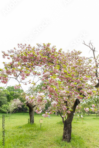 花,桜,小金井公園,
flowers, cherry blossoms, Koganei Park,