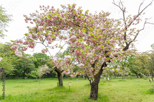 花,桜,小金井公園,
flowers, cherry blossoms, Koganei Park,