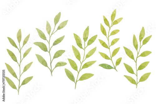 Watercolor leaves illustration set - green leaf branches collection for wedding, greetings, stationary, wallpapers, fashion, background. olive, green leaves, Eucalyptus etc
