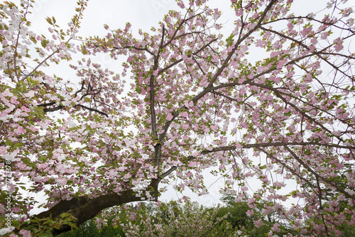 花,桜,小金井公園,
flowers, cherry blossoms, Koganei Park,