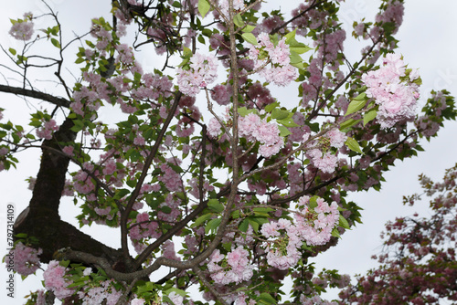 花,桜,小金井公園,
flowers, cherry blossoms, Koganei Park,
