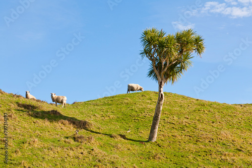 Cabbage Tree on Hillside, with sheep, Tasman, New Zealand.