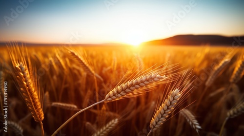 wheat in a field photo