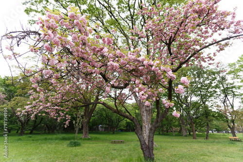 花,桜,小金井公園,
flowers, cherry blossoms, Koganei Park,