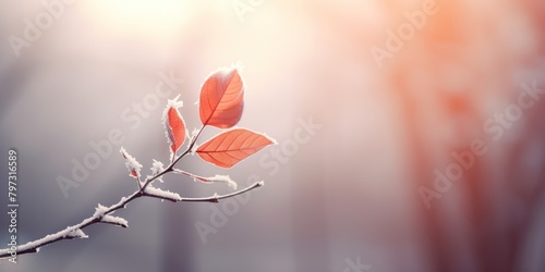 a branch with red leaves and snow on it #797316589