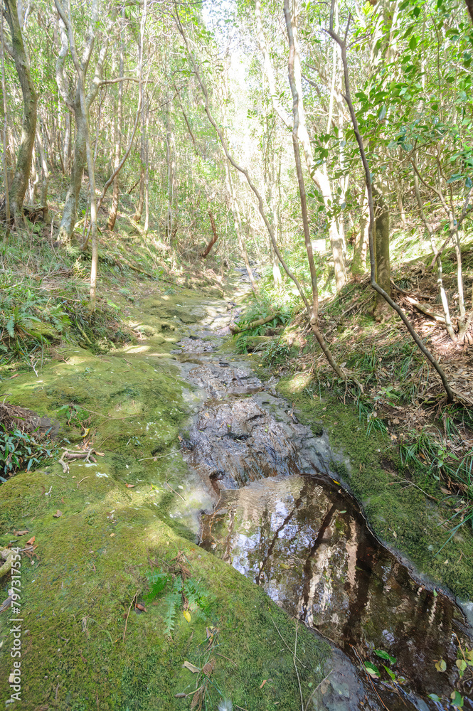 Obraz premium 八丈町天然記念物、こん沢林道甌穴群(ポットホール) 三原山の中腹にあるジャングル地帯。 沢沿いに貴重なポットホール(岩盤を流れる水路にできる穴(くぼみ))地帯、こん沢林道甌穴群がある。 この場所の規模ほどのものは大変貴重で、八丈町の天然記念物に指定されている。散策路は登山道になっているため、登山の装備が必要。 また、雨天時には水量が増すため危険である。航路の終点、太平洋の大きな孤島、八丈島