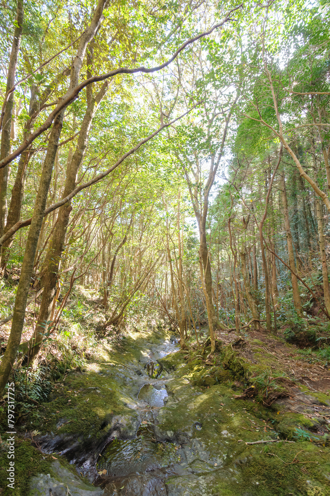 Obraz premium 八丈町天然記念物、こん沢林道甌穴群（ポットホール） 三原山の中腹にあるジャングル地帯。 沢沿いに貴重なポットホール（岩盤を流れる水路にできる穴（くぼみ））地帯、こん沢林道甌穴群がある。 この場所の規模ほどのものは大変貴重で、八丈町の天然記念物に指定されている。散策路は登山道になっているため、登山の装備が必要。 また、雨天時には水量が増すため危険である。航路の終点、太平洋の大きな孤島、八丈島