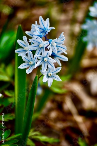 Striped squill flowering in early spring 