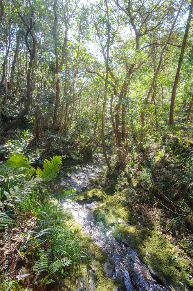 Fototapeta premium 沢沿いに繁茂するシイノキなどの広葉樹林。八丈町天然記念物、こん沢林道甌穴群（ポットホール） 三原山の中腹にあるジャングル地帯。 沢沿いに貴重なポットホール（岩盤を流れる水路にできる穴（くぼみ））地帯、こん沢林道甌穴群がある。 この場所の規模ほどのものは大変貴重で、八丈町の天然記念物に指定されている。散策路は登山道になっているため、登山の装備が必要。 また、雨天時には水量が増すため危険である