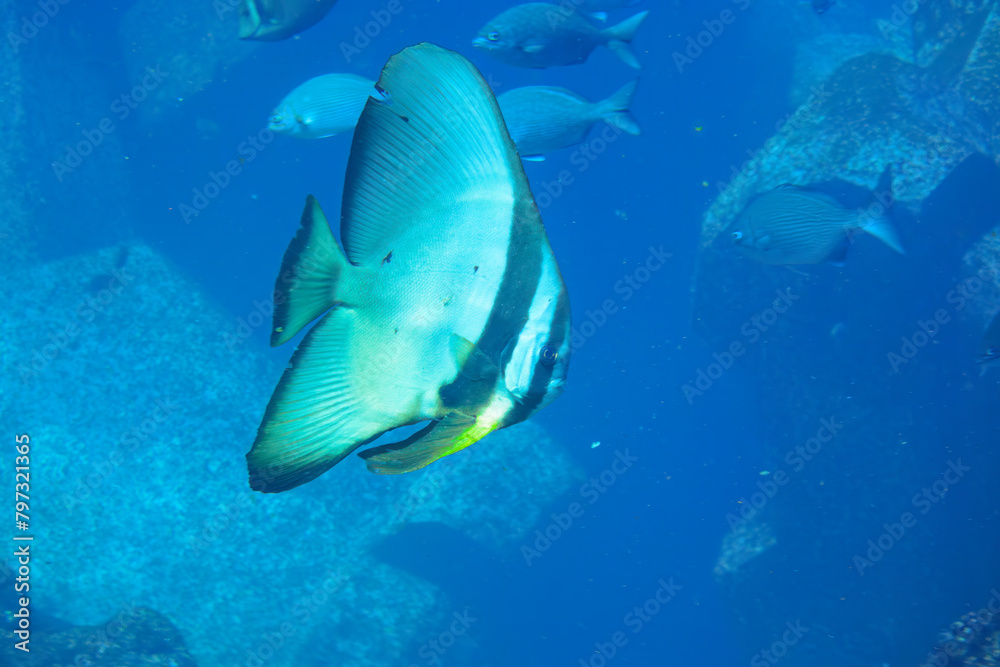 Fototapeta premium 大きく美しいツバメウオ（ツバメウオ属）他の群れ。スキンダイビングポイントの底土海水浴場。 航路の終点、太平洋の大きな孤島、八丈島。 東京都伊豆諸島。 2020年2月22日水中撮影。A school of large, beautiful Longfin Batfish, Platax teira (genus Bartlett's swallows) and others.Sokod