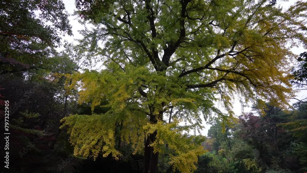 a vibrant yellow tree in the Secret Garden of Changdeokgung Palace, Seoul, Korea, with lush greenery and a serene pathway beneath. a vibrant yellow tree in the Secret Garden of Changdeokgung Palace, Seoul, Korea, with lush greenery and a serene pathway beneath.