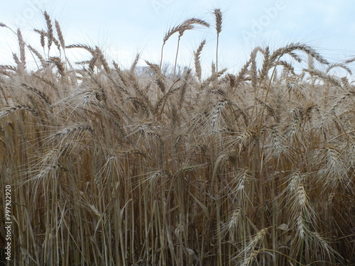 Wheat field, grass and sky, wheat and sky, wheat summer field, Yellow ears of wheat on the background of the blue sky, wheat in the background of blue sky