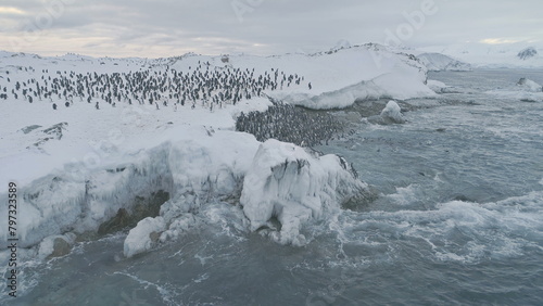 Antarctica penguins colony. Aerial drone view flight over swimming, standing Emperor penguins groups. Antarctic wildlife among snow ice sheet and raging ocean.