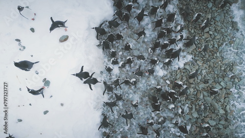 Aerial flight over penguins on Antarctica ice shore . Zoom out top down overview of polar ocean shoreline. Life activity of wild animals. Snow, ice covered land of Antarctic continent.