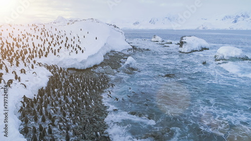 Photography Penguins colony on Antarctica shore