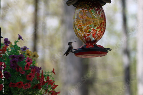 Hummingbird